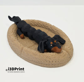 Dachshund (Sausage Dog) Puppy